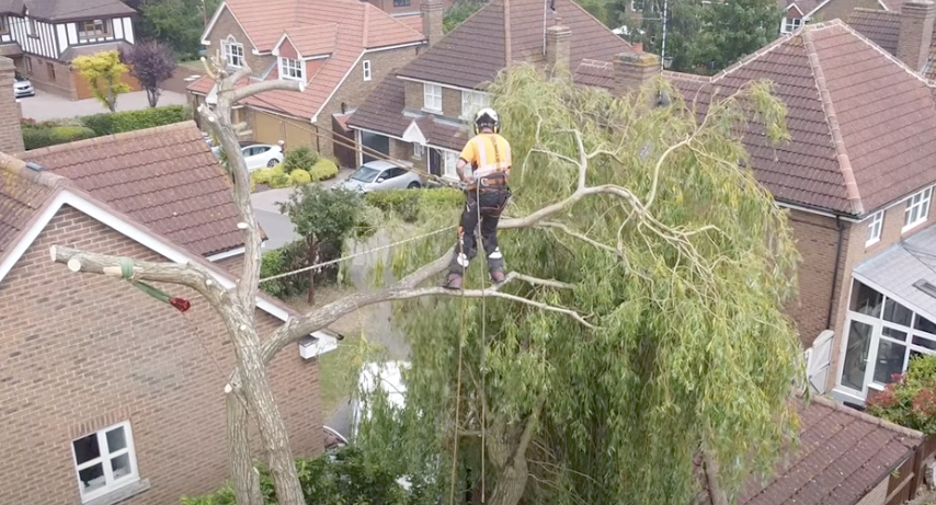 Tree Surgeon in Sutton Coldfield