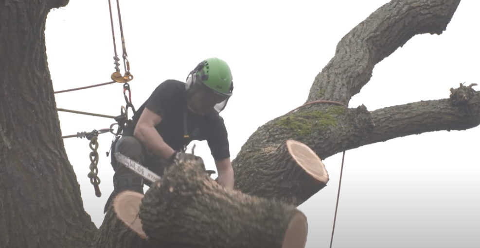 Tree Surgeon Services Solihull