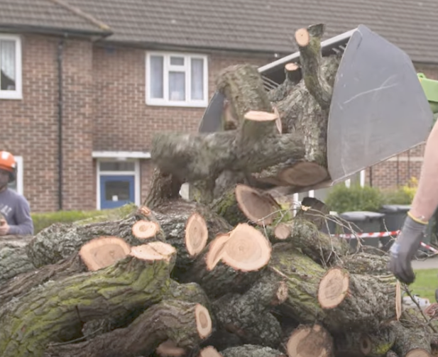 Tree Felling and Removal Birmingham