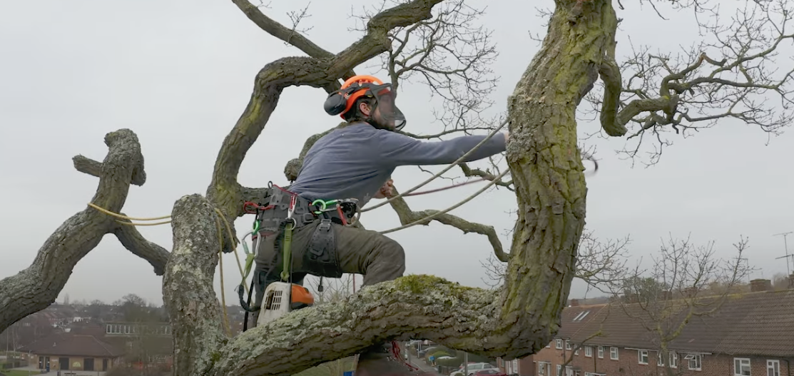 Tree Trimming 