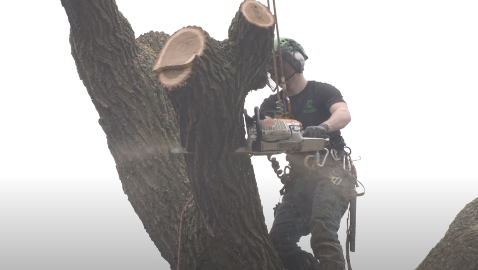 Tree Felling Birmingham