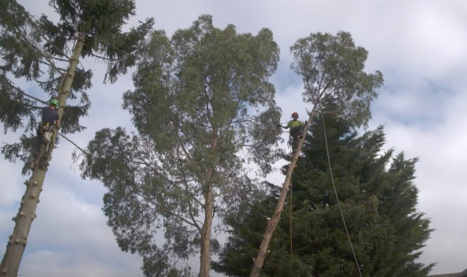 Tree cutting