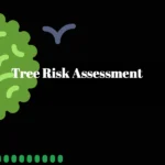 Comprehensive Tree Risk Assessment in Birmingham 🌳