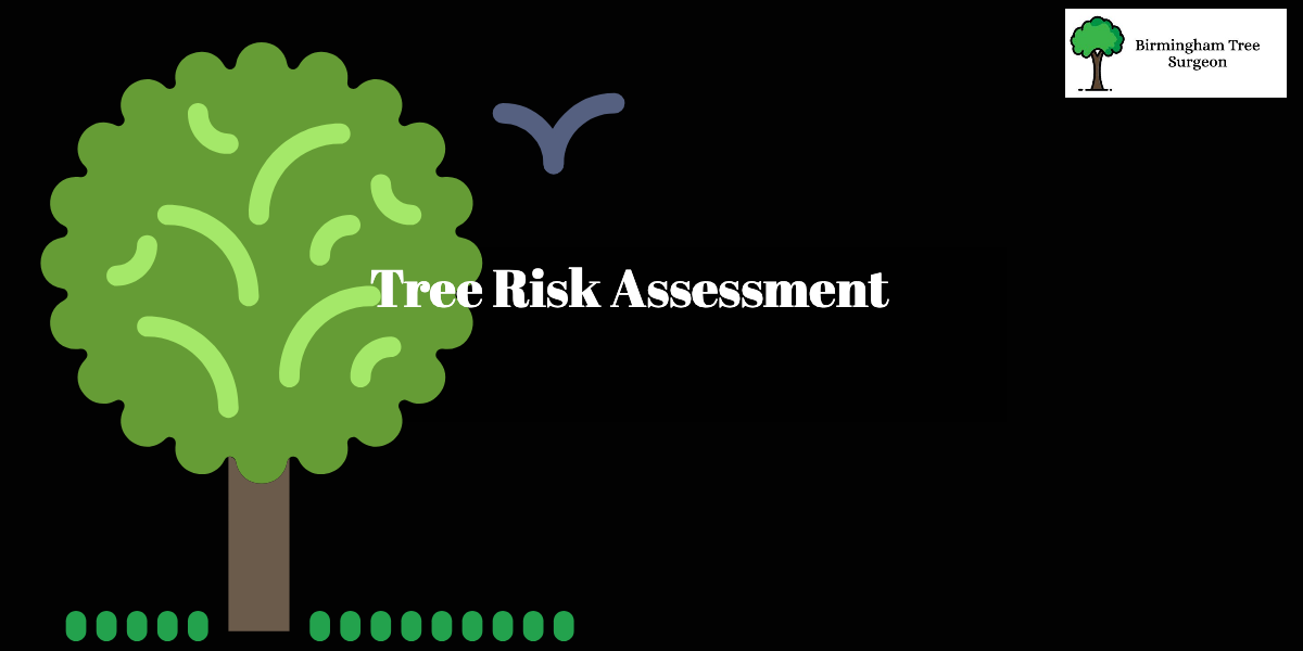 Comprehensive Tree Risk Assessment in Birmingham 🌳