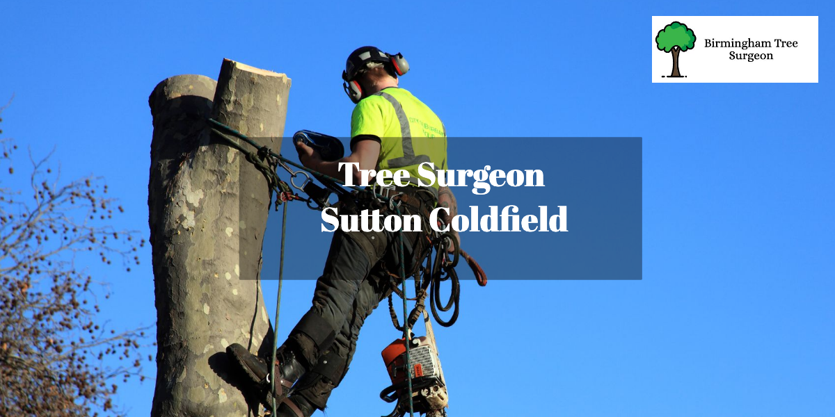 Tree Surgeon in Sutton Coldfield