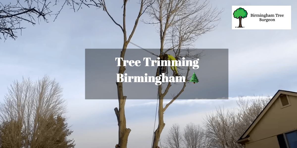 Tree Trimming Birmingham